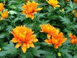 <b>chrysanthemums</b> bloom in