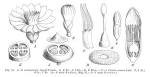 File:<b>Loganiaceae</b> spp EP-IV2-024.png - Wikimedia Commons