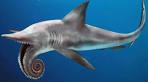 Devonian fossil fish
