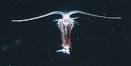 Copepod, Open Waters, Invertebrates, Phylum Arthropoda