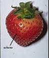 Achene - PLANTFACTS.