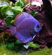 Discus Fish Aquarium Guide