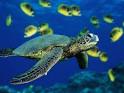 Sea Turtles! See 'em and Save '