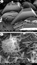 Effect of thermal annealing on synthetic sodium oxalate crystals