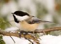 Black-capped Chickadee, Identification, All About Birds - Cornell ...