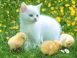 http://t2.gstatic.com/images?q=tbn:ANd9GcR5yCiDxu91KmVraZVHuv9Z0K0iemlvrxk7rExKnLdUqUCe8yuV