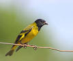 http://upload.wikimedia.org/wikipedia/commons/thumb/2/28/PINTASSILGO_(_Carduelis_magellanica_).jpg/220px-PINTASSILGO_(_Carduelis_magellanica_).jpg