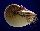 NAUTILUS pronunciation