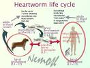 Dirofilaria immitis (heartworm), filarial parasitic nematode that ...