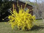 <b>Forsythia</b> is a deciduous shrub