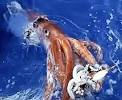 Colossal Squid - Largest Invertebrate, Largest Eyes of All Animals ...