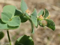 Image result for Euphorbia hirsuta