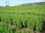 A <b>Stevia</b> trial plantation in