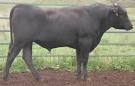 File:Wagyu.jpg - Wikipedia, the free encyclopedia