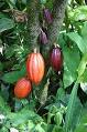Cocoa bean - Wikipedia, the free encyclopedia