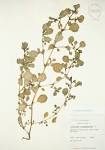 <b>MOLLUGINACEAE</b>