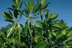 MBG Images of <b>Rhizophoraceae</b>