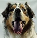  Animal Pictures | Animal Photography | Vandelay Design Blog