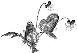 Butterfly Clipart Borders