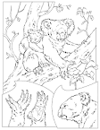 Koala coloring page