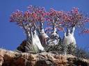 amazing tree