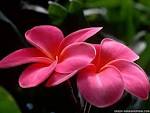 Selecting the Right Flowers for Mother's Day « Shop Pittsburgh