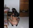 West Virginia Adult Affair Chat - Free Hookup Portal