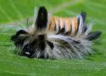 Caterpillars of Northern Illinois