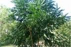 <b>Azadirachta</b> indica A. Juss