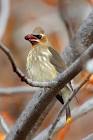 Autumn's Offer : Cedar Waxwing (Bombycilla cedrorum) - Grand Teton ... 