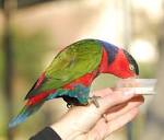 File:Lorius lory -bird sanctuary -feeding-8a-3c.jpg - Wikimedia ...