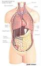 ø The #1 Human Anatomy and Physiology Course ø | Learn About The ...