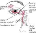 The <b>lacrimal apparatus</b>.