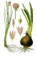 Chives - Wikipedia, the free encyclopedia