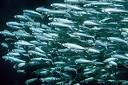 Thirty Percent Of Global Fish Catch Wasted On Livestock : TreeHugger