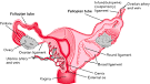 fallopian tube - definition of fallopian tube in the Medical ...