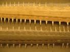 Sawfish rostrums at the Museum of Zoology. These sawfish rostrums are housed - via Daymix