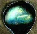 tapetum