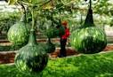 Professor of Agricultural Sciences Receives Respectable ...