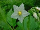 Graham County North Carolina -- Wildflower Table of Contents