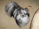 File:Blue Merle Pom Loki.jpg - Wikipedia, the free encyclopedia