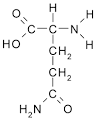 Glutamine Supplementation Protects Brain Cells and DNA