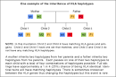 HLA Testing: At a Glance