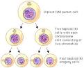 Meiosis: An Overview