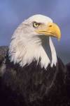 Eagles At Lake Monroe Home Page