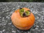 wild edible plants Texas | Wild Edible Plants of Texas