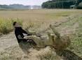 lion wrestling