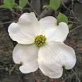 North Carolina State Flower Dogwood Cornus florida