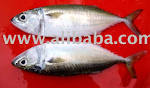 INDO-PACIFIC MACKEREL products,Malaysia INDO-PACIFIC MACKEREL supplier