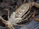 Butterflies, and scorpion clues - Hiking near Coacoatzintla part one